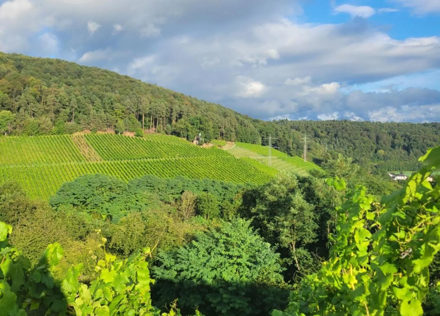 Apartment Panoramablick & Weinidylle - Vineyard Suites Elsenfeld Germany