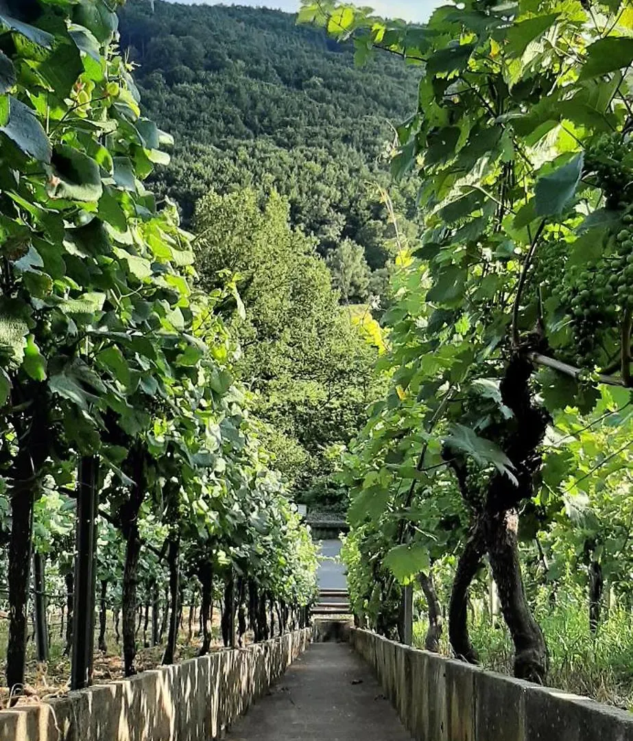 Panoramablick & Weinidylle - Vineyard Suites Elsenfeld 0*,  Germany