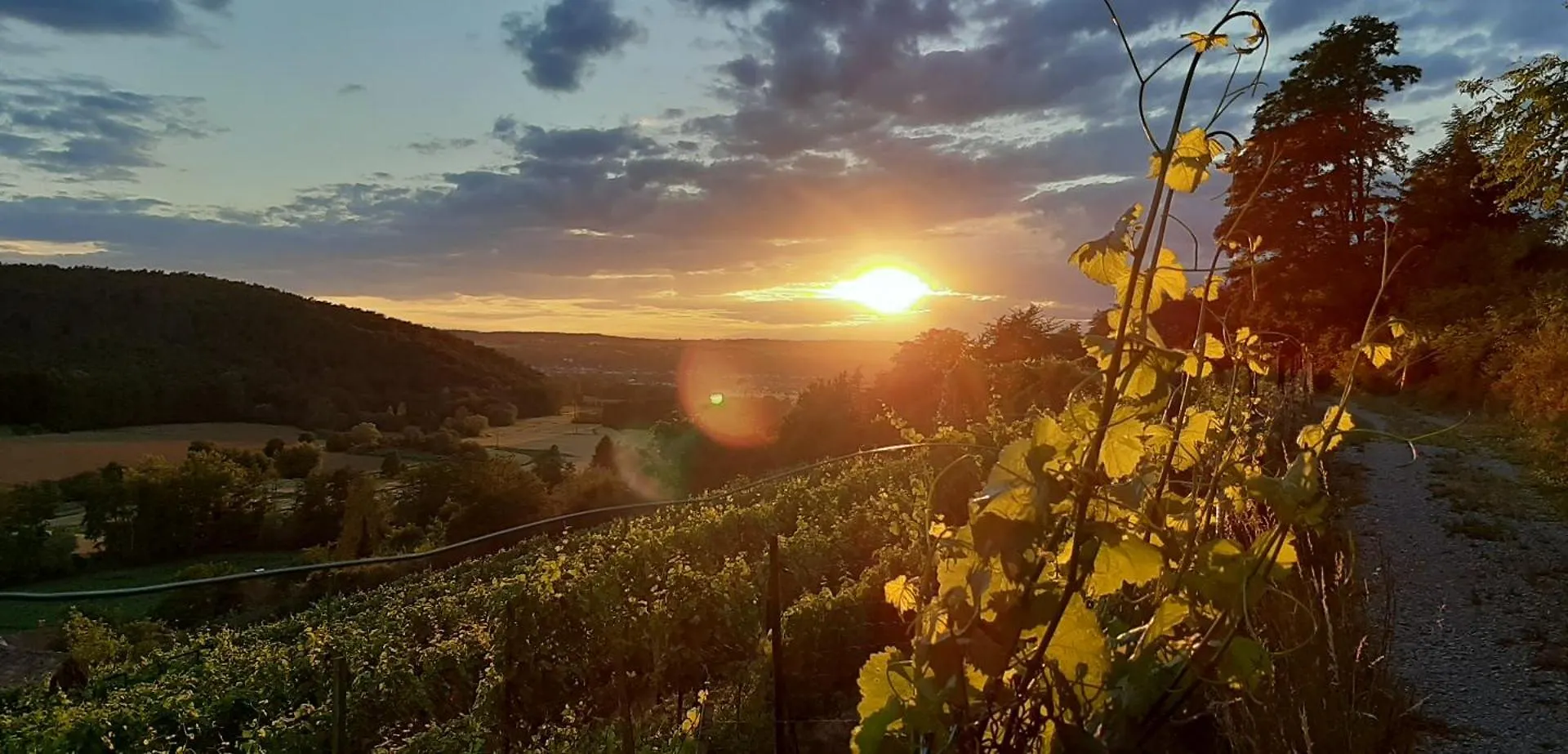 Panoramablick & Weinidylle - Vineyard Suites Elsenfeld Apartment